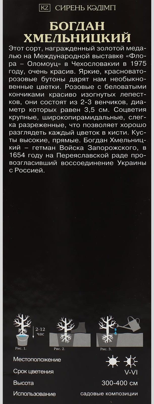 Сирень обыкновенная 