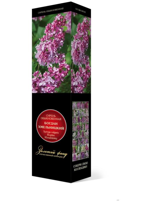 Сирень обыкновенная 