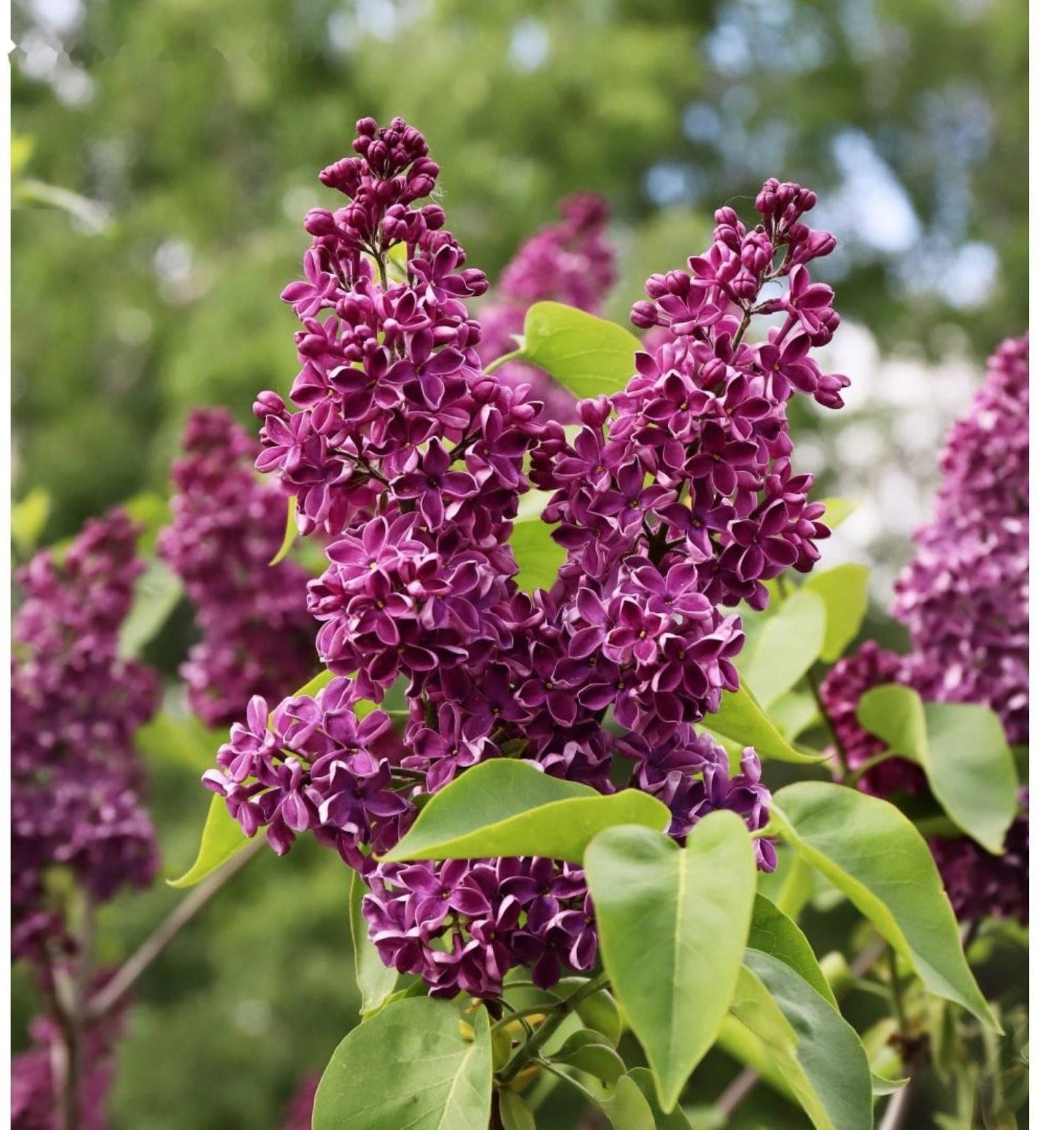 Сирень обыкновенная 