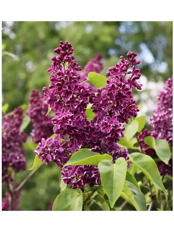 Сирень обыкновенная 