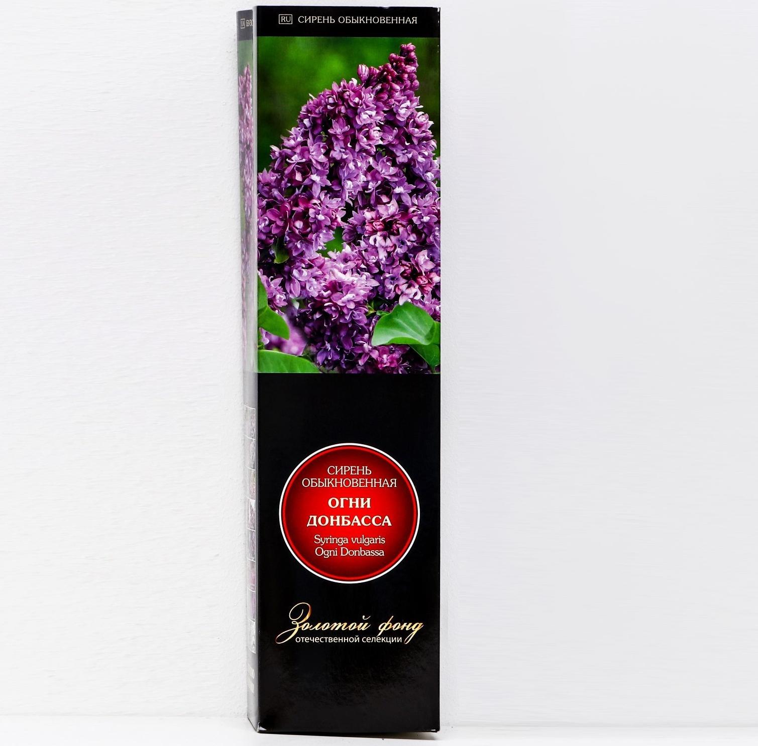 Сирень обыкновенная 