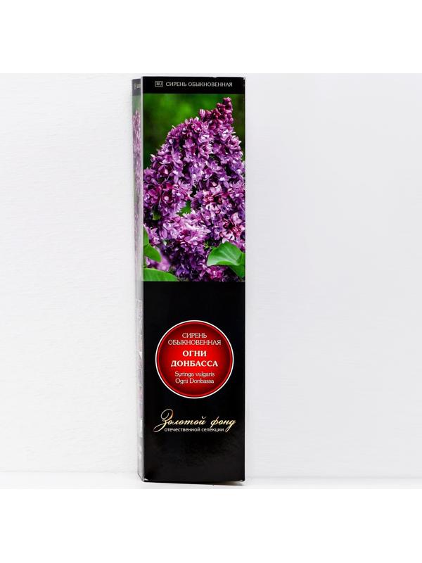 Сирень обыкновенная 