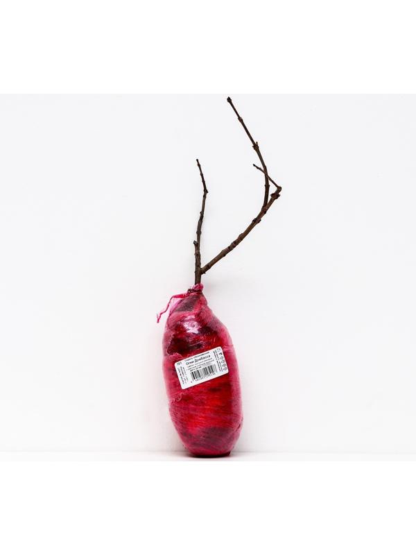 Сирень обыкновенная 