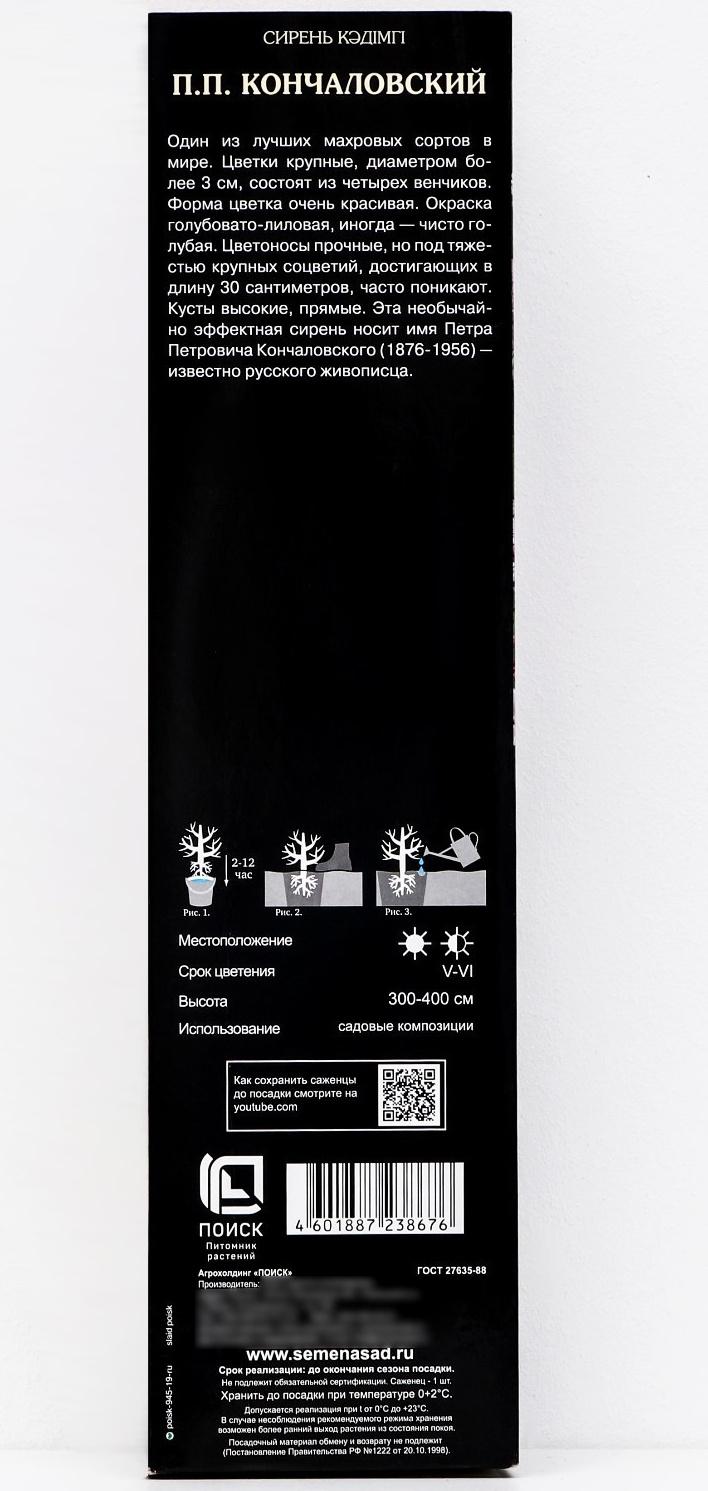 Сирень обыкновенная 