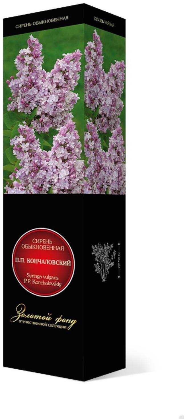 Сирень обыкновенная 