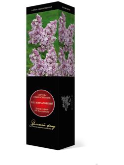 Сирень обыкновенная 