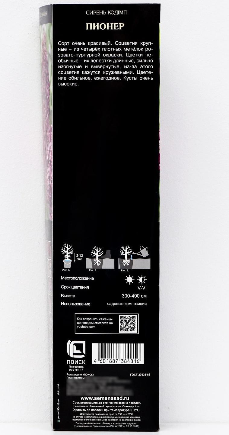 Сирень обыкновенная 