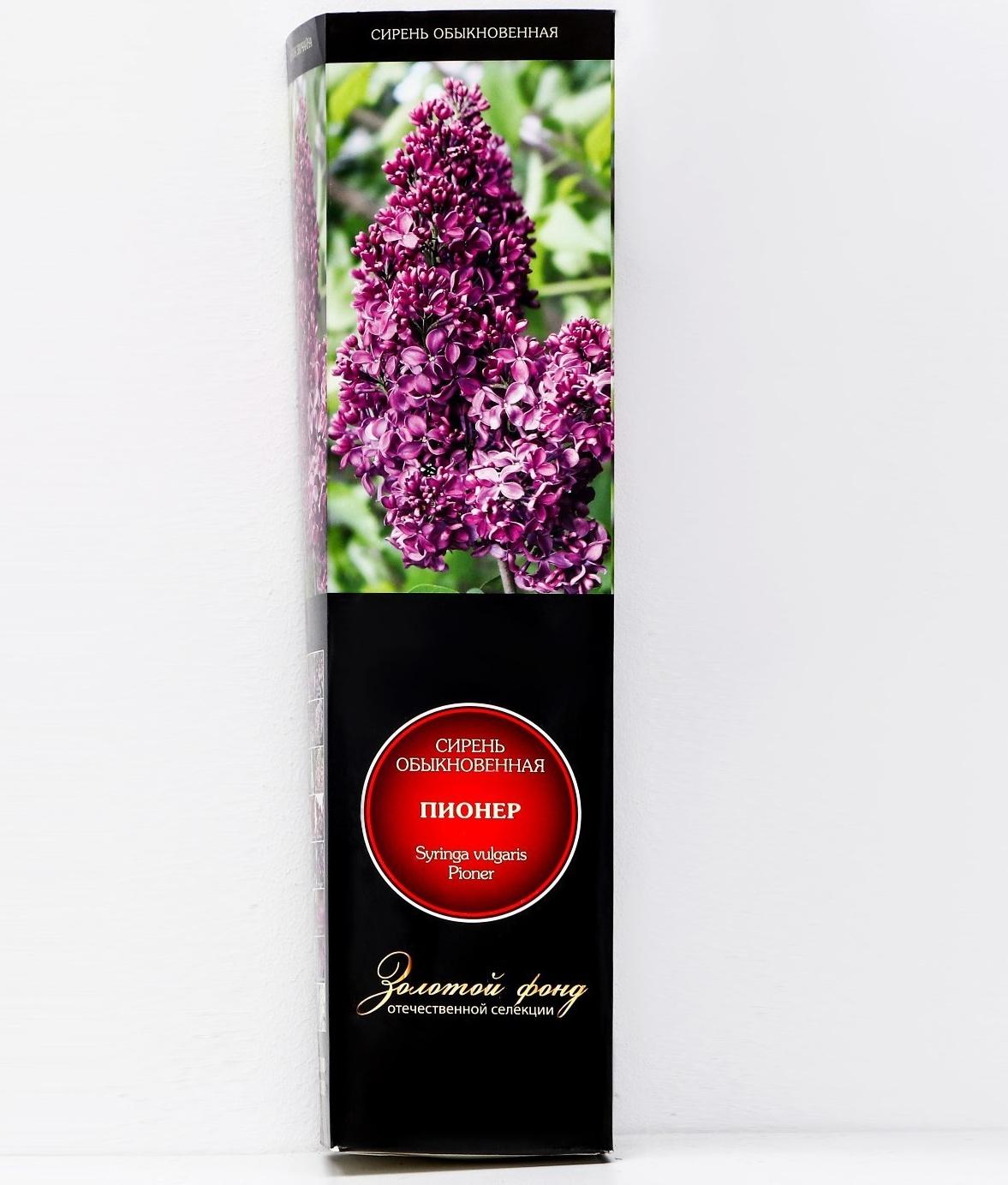 Сирень обыкновенная 