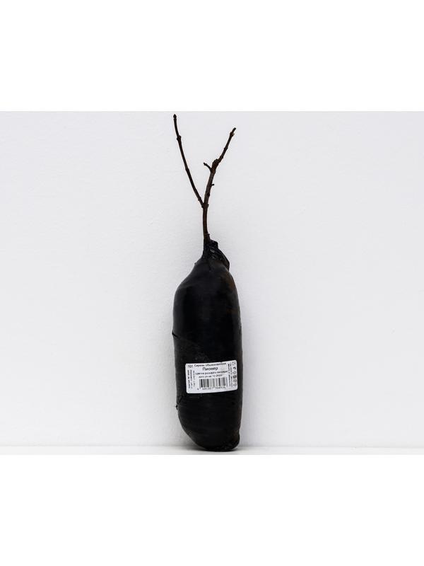 Сирень обыкновенная 