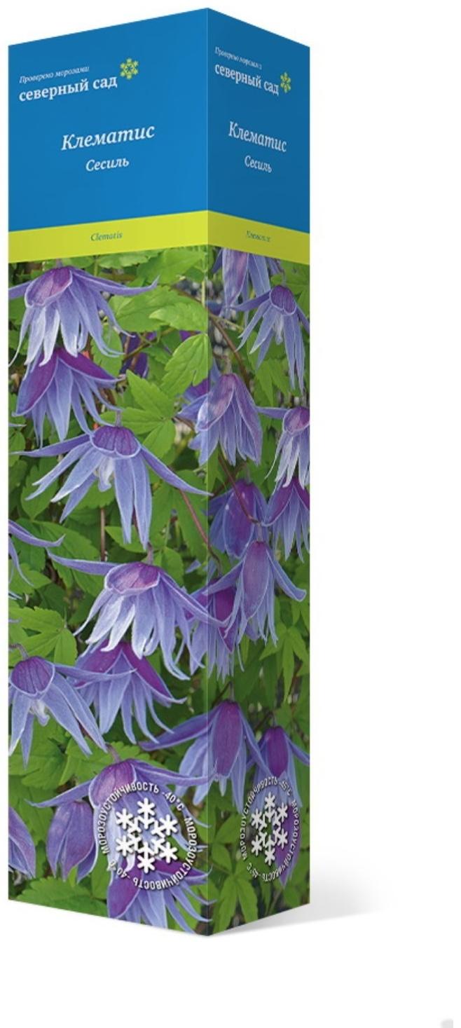 Клематис ботанический (Серия Северный сад) 