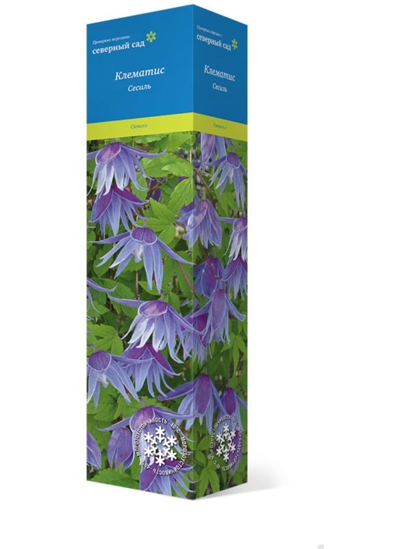 Клематис ботанический (Серия Северный сад) 