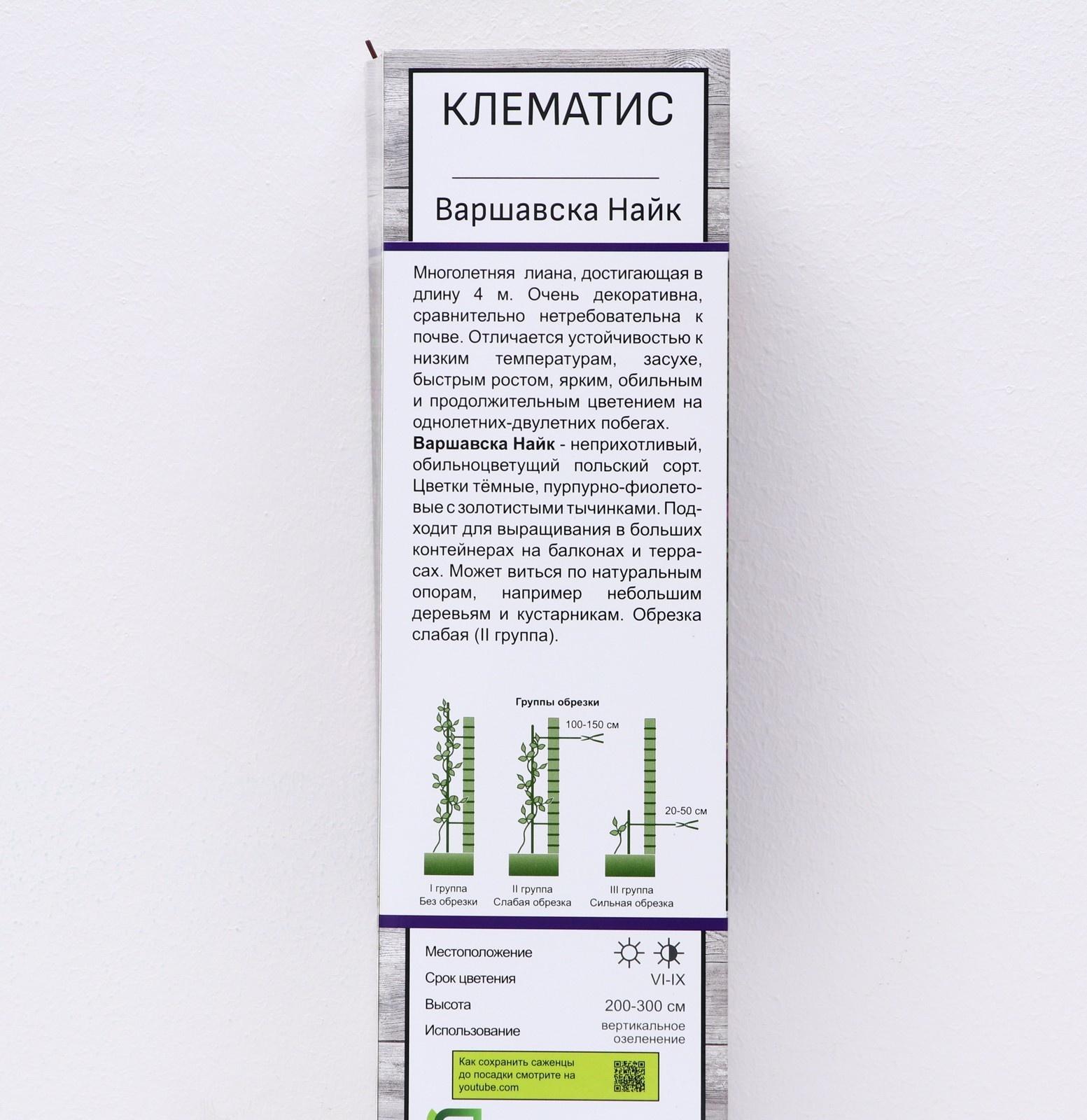 Клематис крупноцветковый 