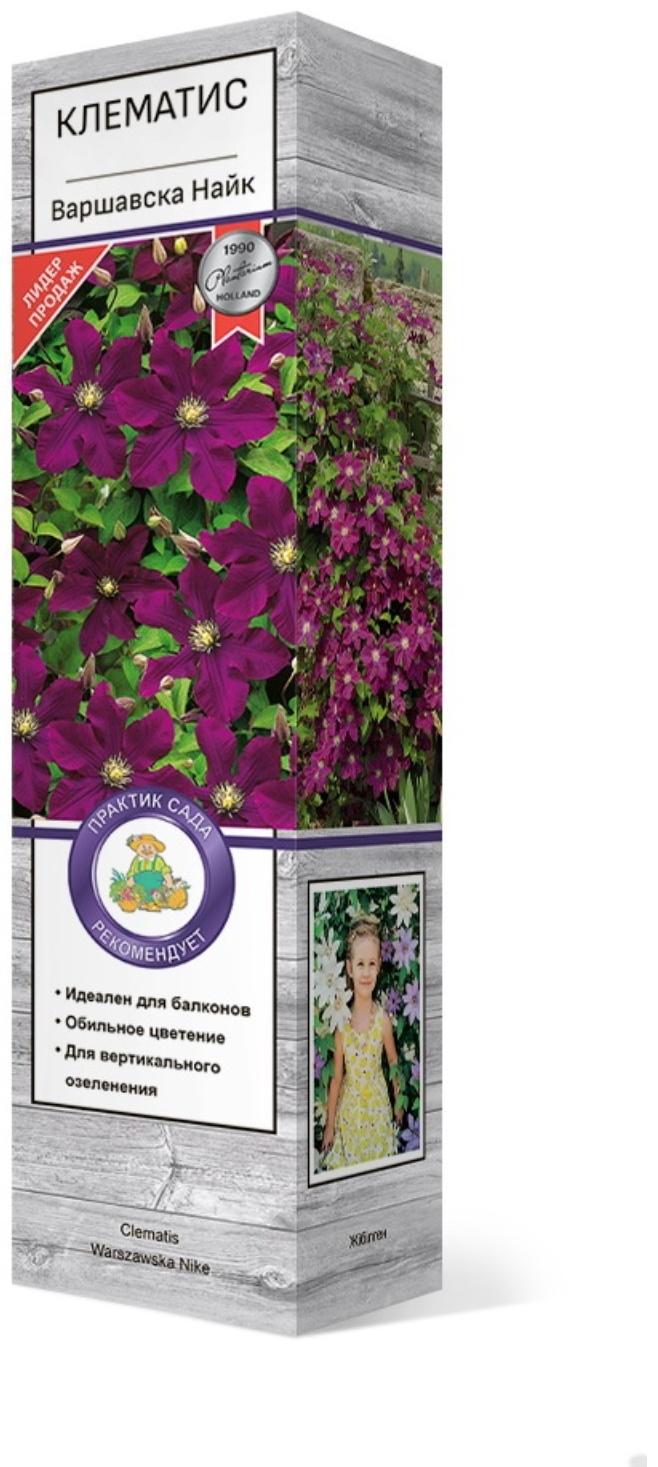 Клематис крупноцветковый 