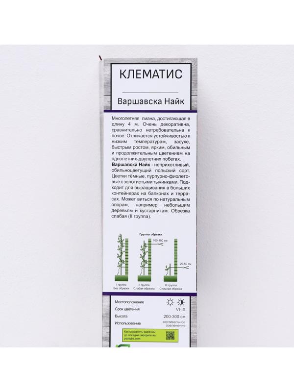 Клематис крупноцветковый 