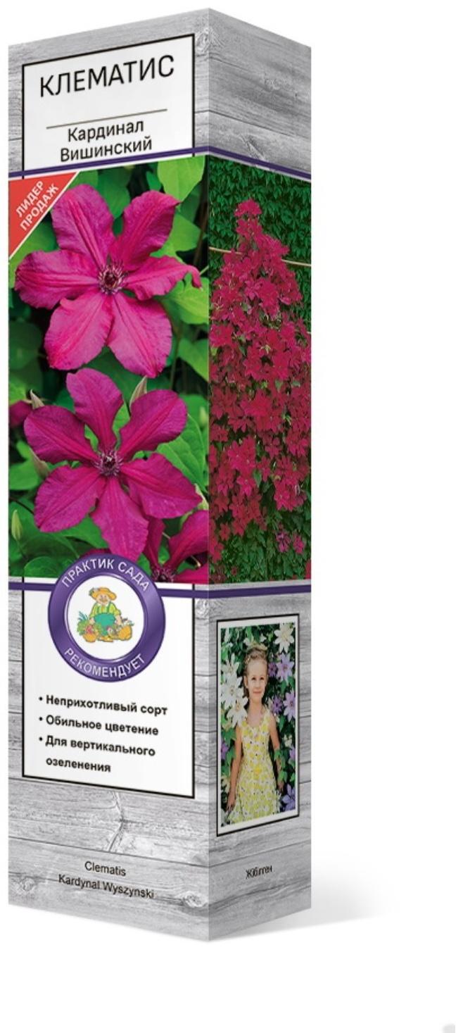 Клематис крупноцветковый 