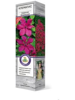 Клематис крупноцветковый 