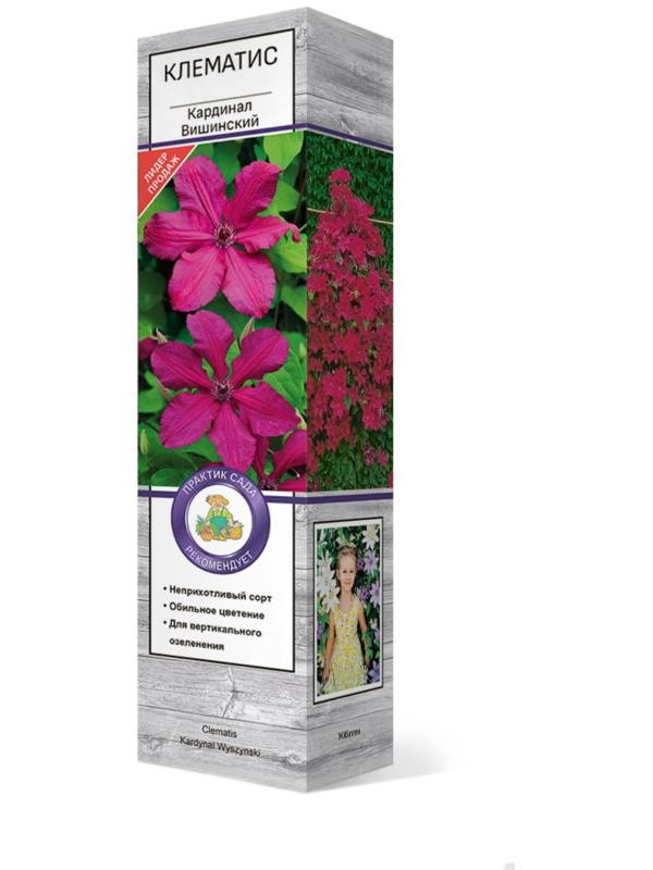 Клематис крупноцветковый 