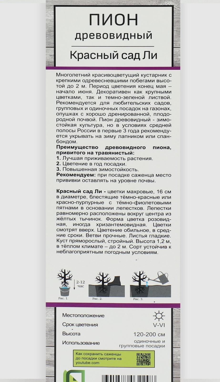 Пион древовидный (привитый на травянистый) 