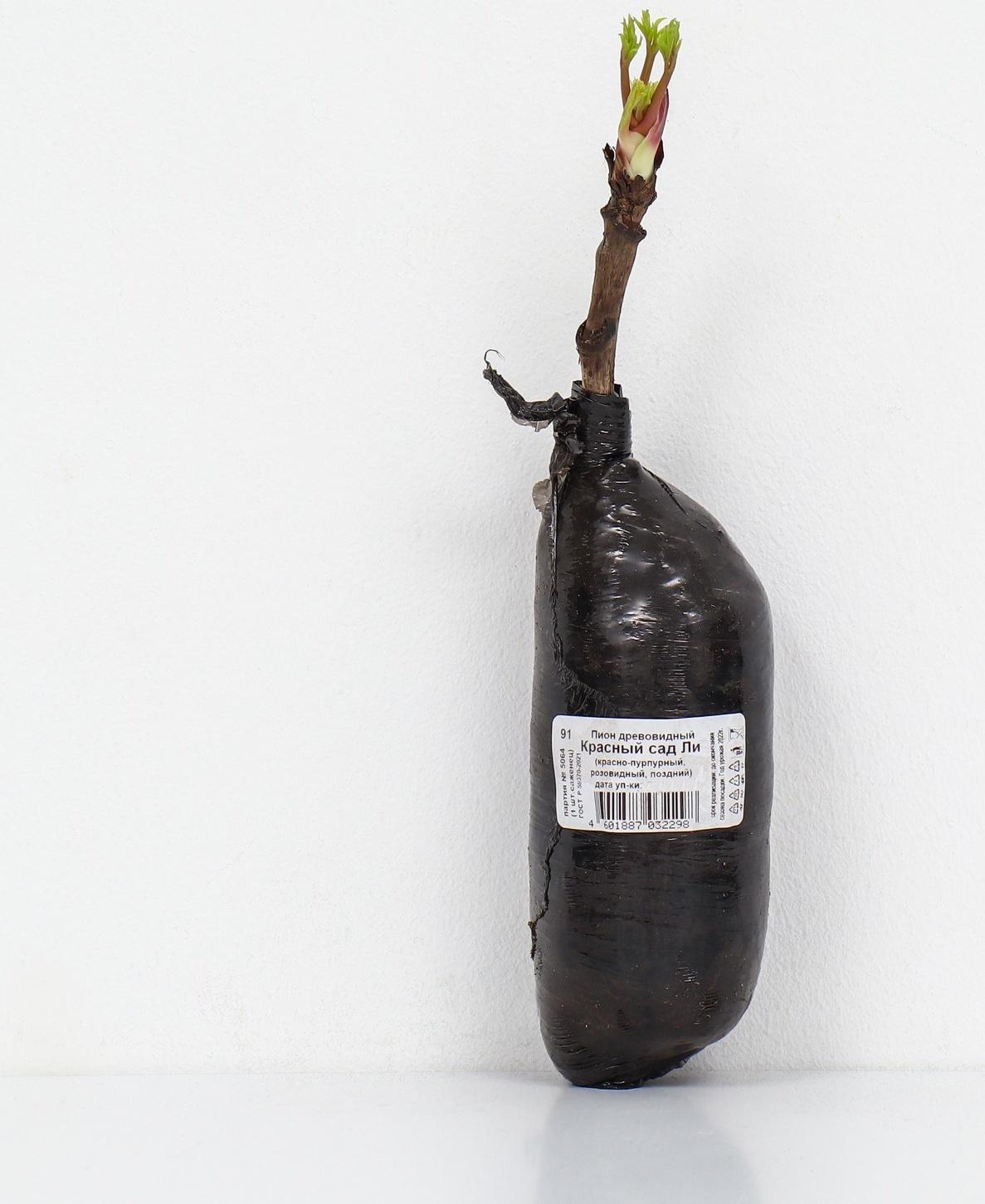 Пион древовидный (привитый на травянистый) 