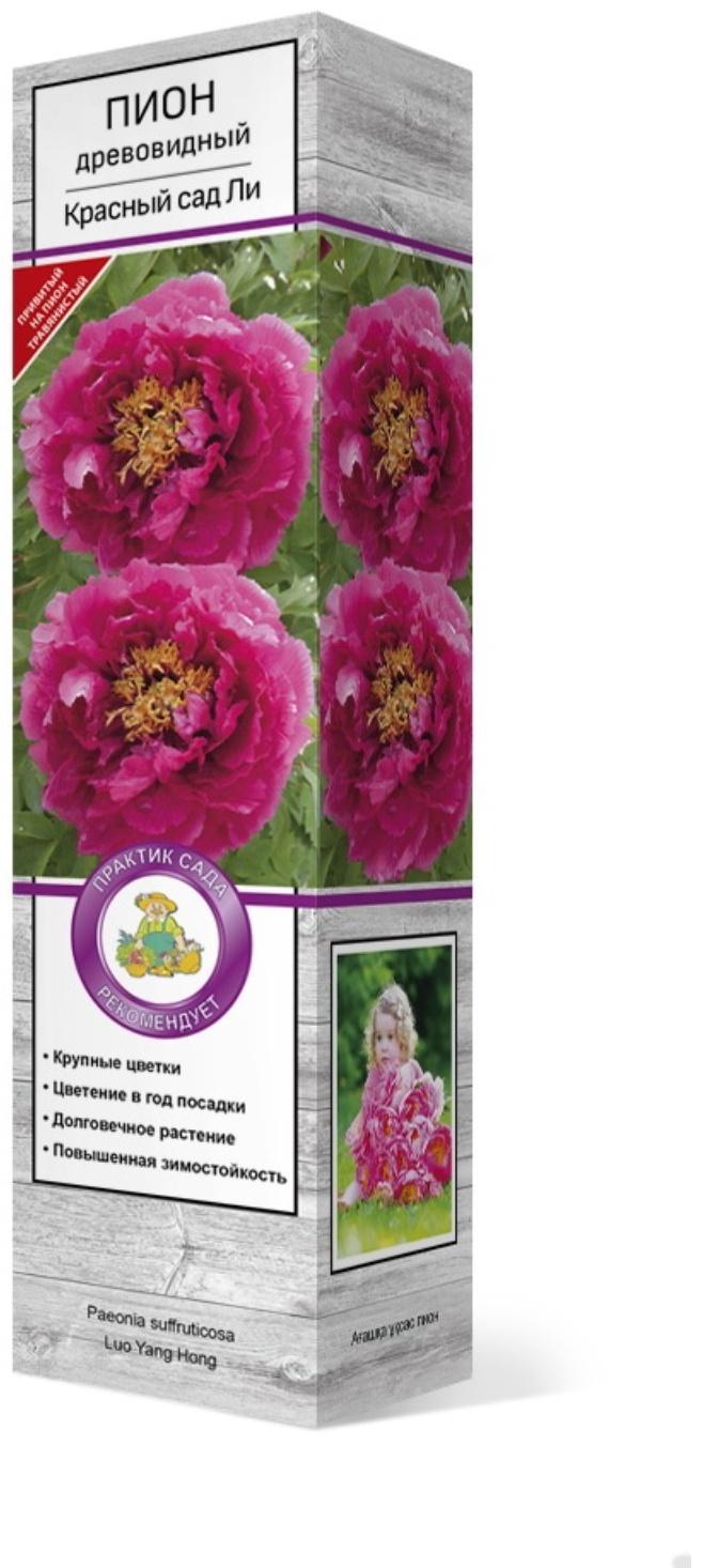 Пион древовидный (привитый на травянистый) 