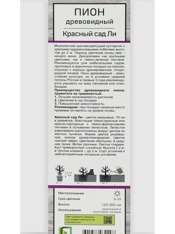 Пион древовидный (привитый на травянистый) 