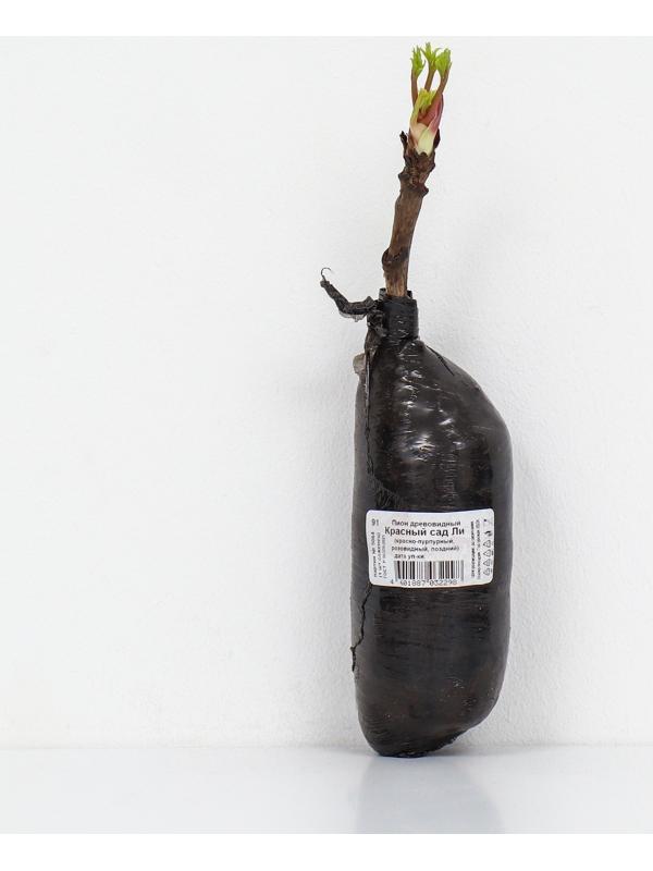 Пион древовидный (привитый на травянистый) 