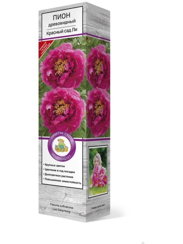 Пион древовидный (привитый на травянистый) 