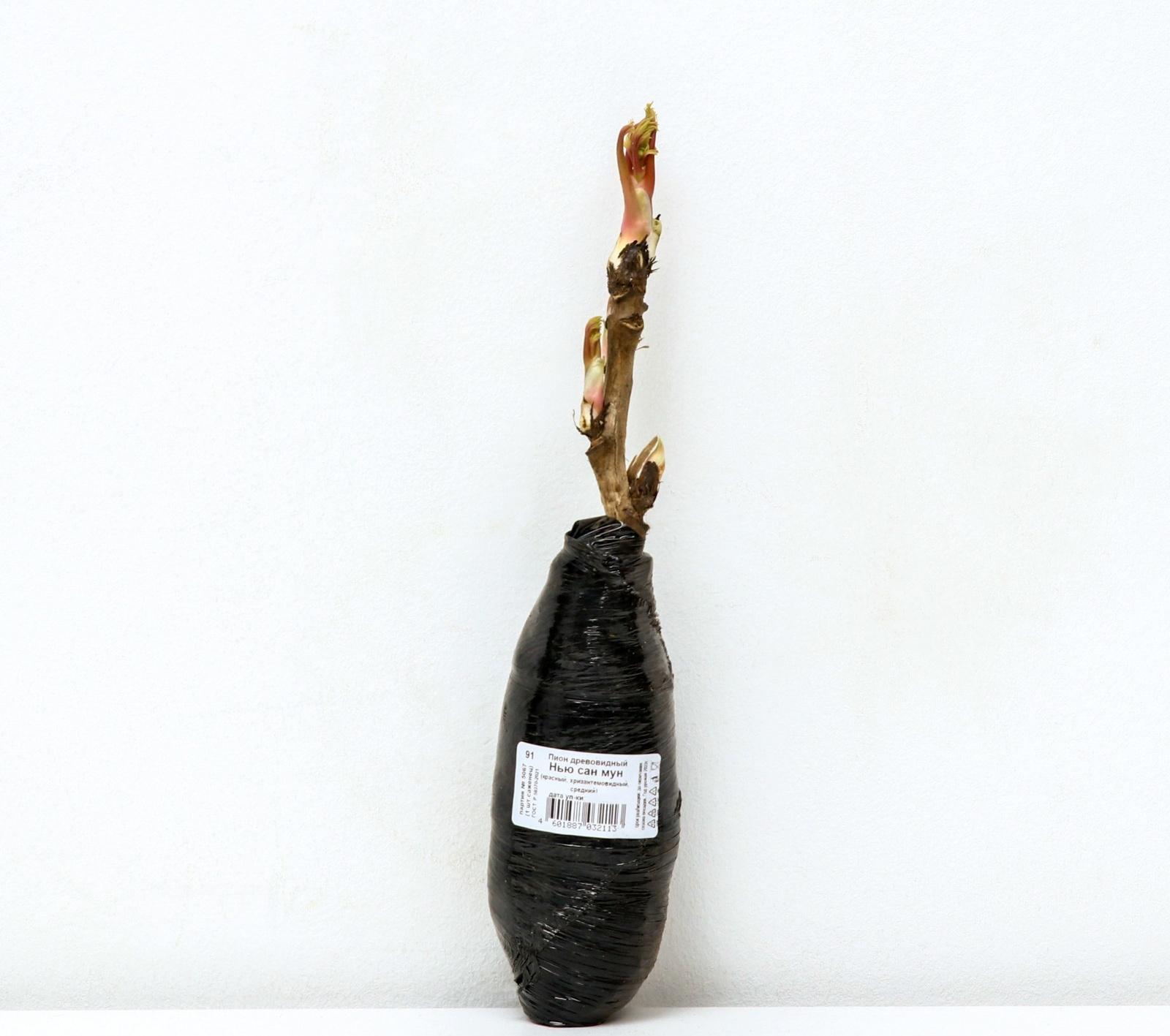 Пион древовидный (привитый на травянистый) 