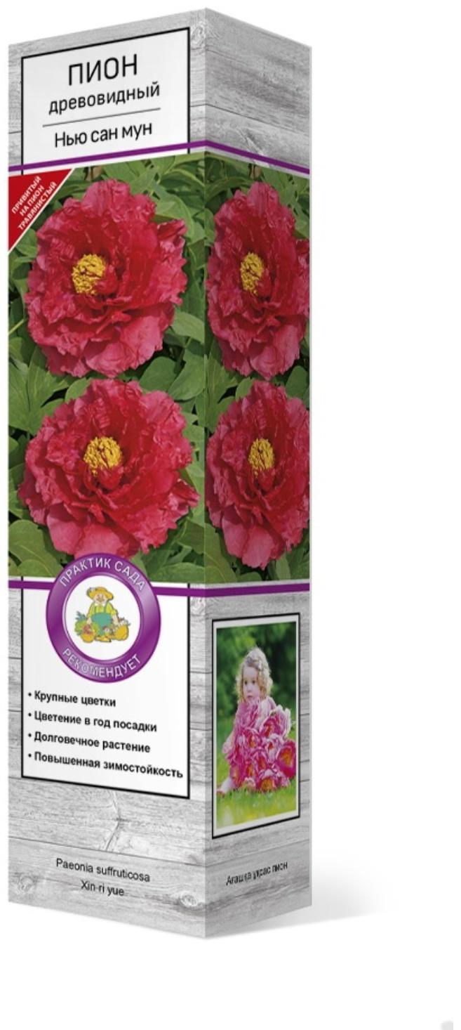 Пион древовидный (привитый на травянистый) 
