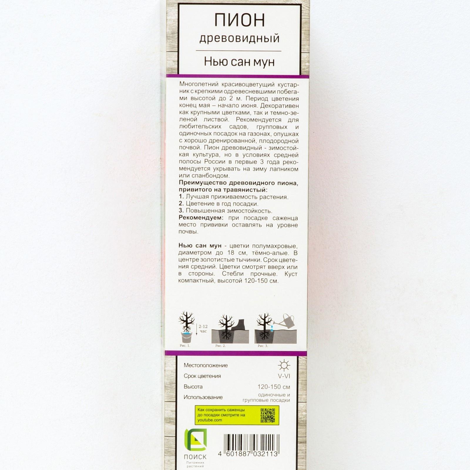 Пион древовидный (привитый на травянистый) 