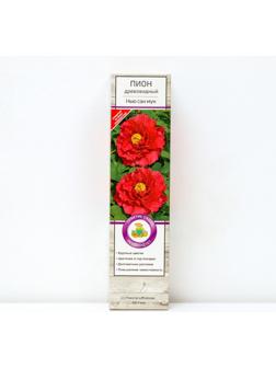 Пион древовидный (привитый на травянистый) 