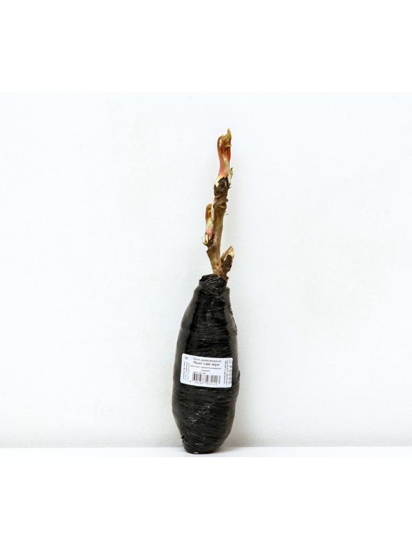 Пион древовидный (привитый на травянистый) 