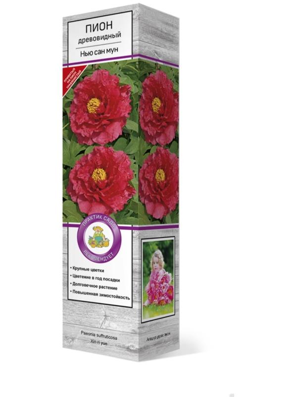Пион древовидный (привитый на травянистый) 