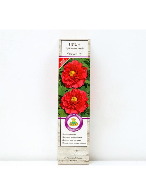 Пион древовидный (привитый на травянистый) 