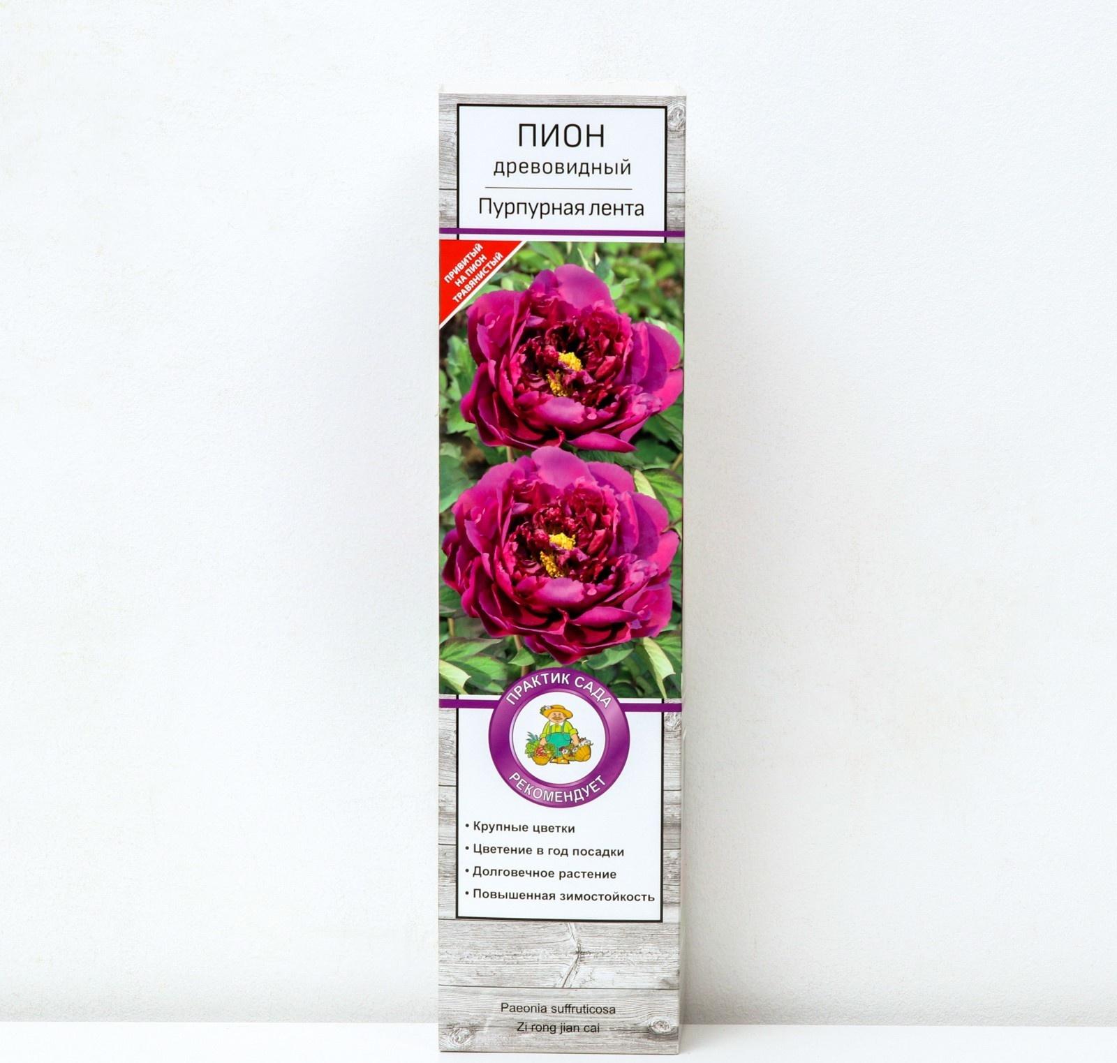 Пион древовидный (привитый на травянистый) 