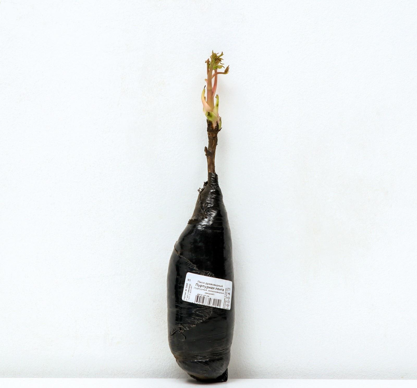 Пион древовидный (привитый на травянистый) 