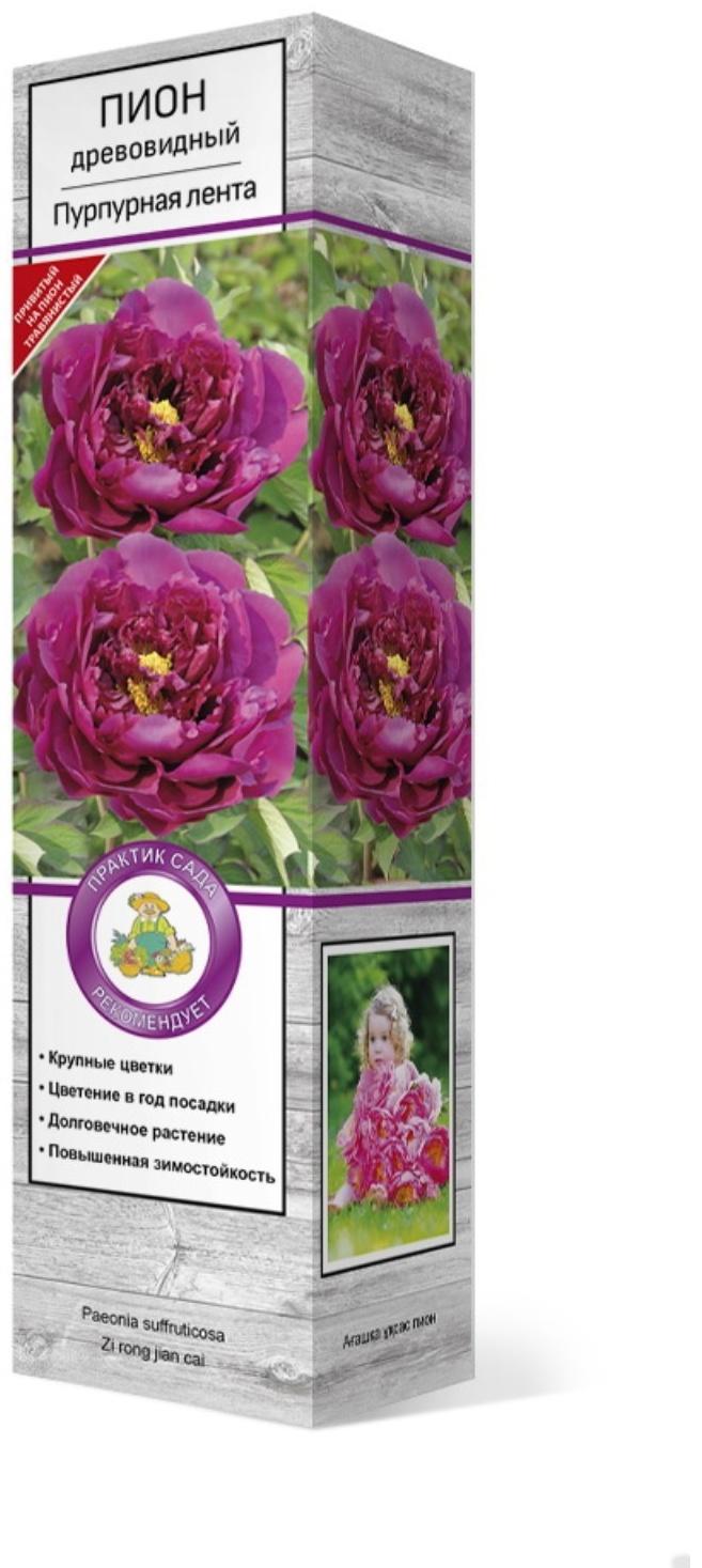 Пион древовидный (привитый на травянистый) 