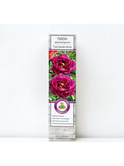 Пион древовидный (привитый на травянистый) 