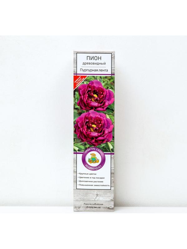 Пион древовидный (привитый на травянистый) 