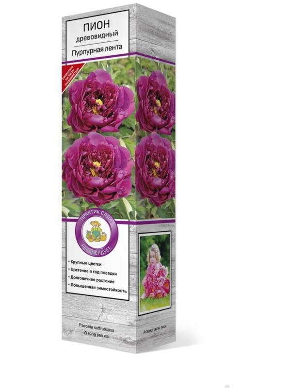 Пион древовидный (привитый на травянистый) 