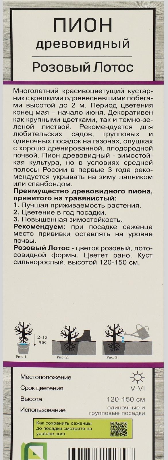 Пион древовидный (привитый на травянистый) 