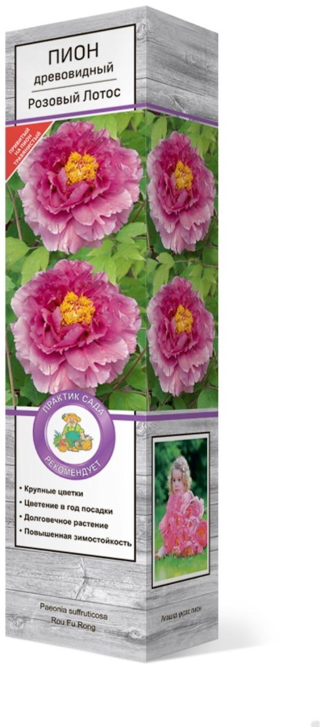 Пион древовидный (привитый на травянистый) 
