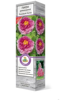 Пион древовидный (привитый на травянистый) 