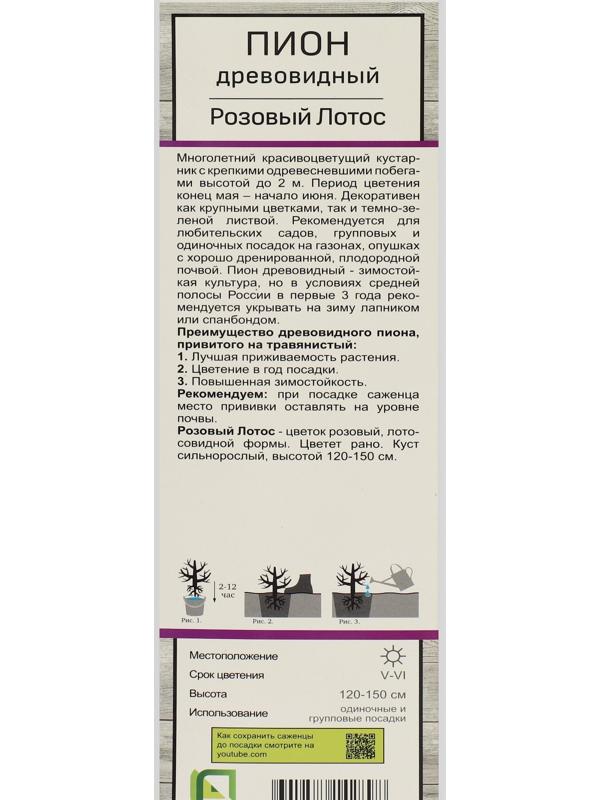 Пион древовидный (привитый на травянистый) 