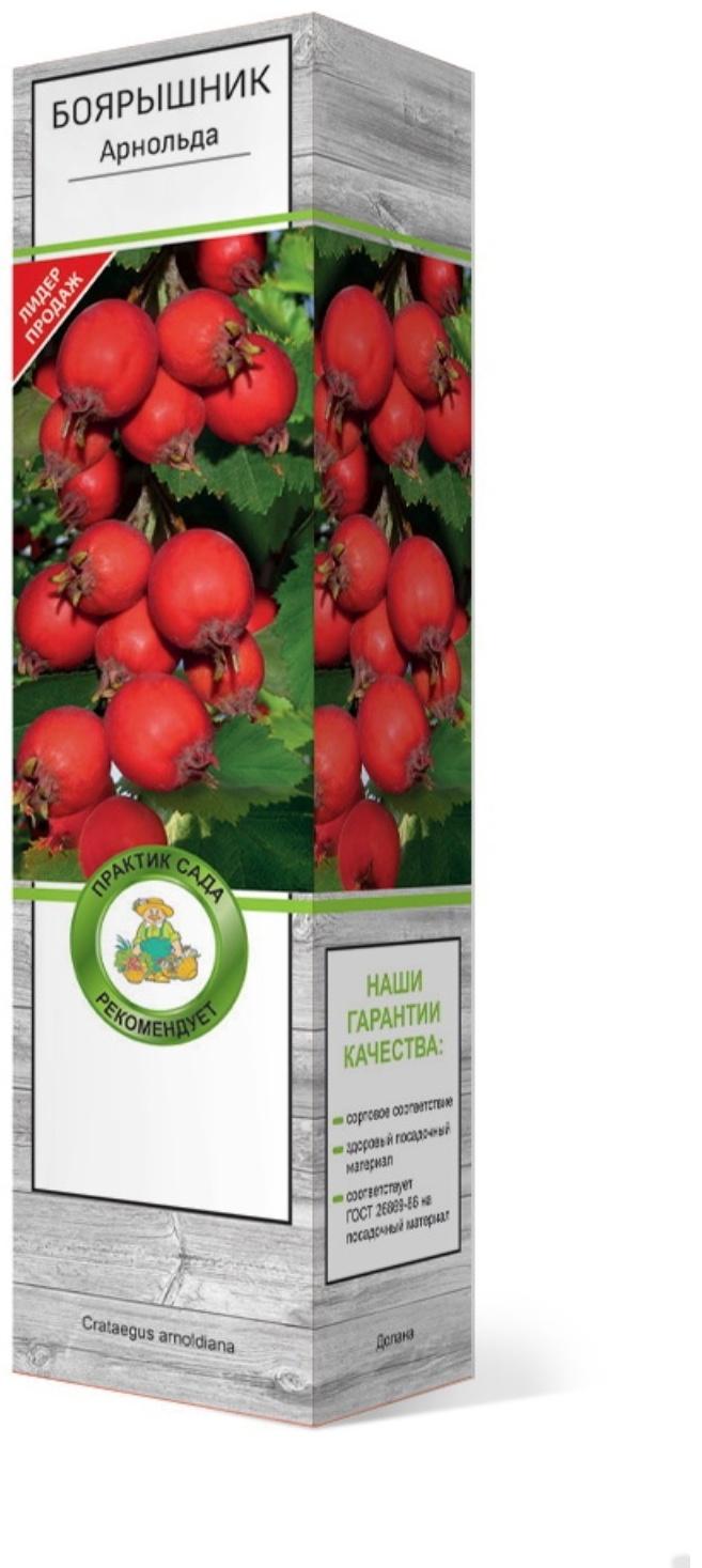 Боярышник Арнольда (обыкновенный), 1 шт, туба, Весна 2024