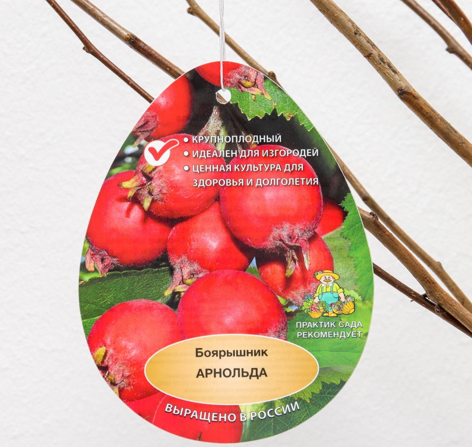 Боярышник Арнольда (обыкновенный), 1 шт, туба, Весна 2024