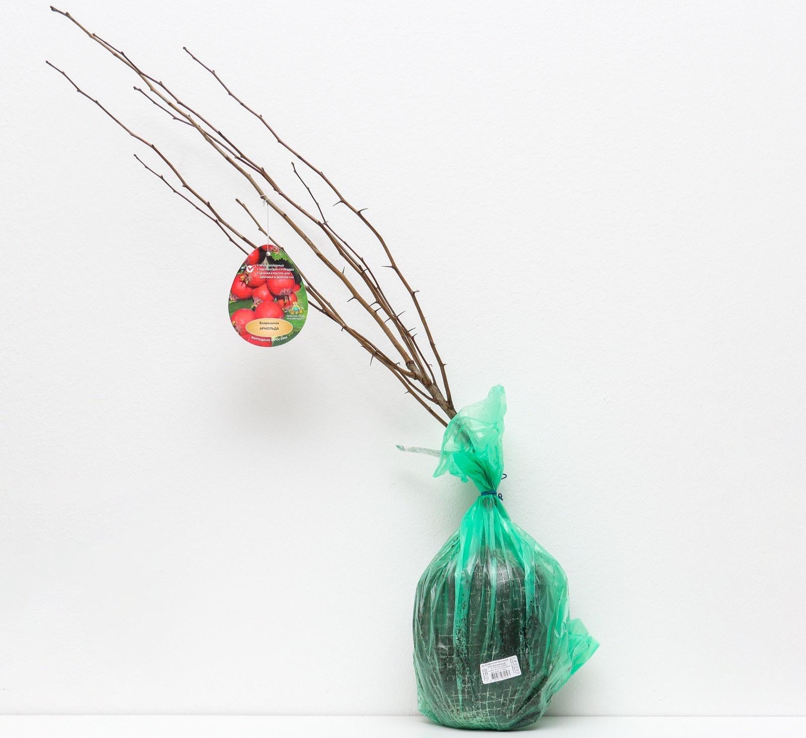 Боярышник Арнольда (обыкновенный), 1 шт, туба, Весна 2024