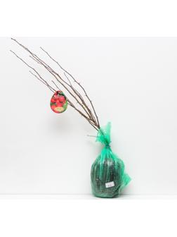 Боярышник Арнольда (обыкновенный), 1 шт, туба, Весна 2024