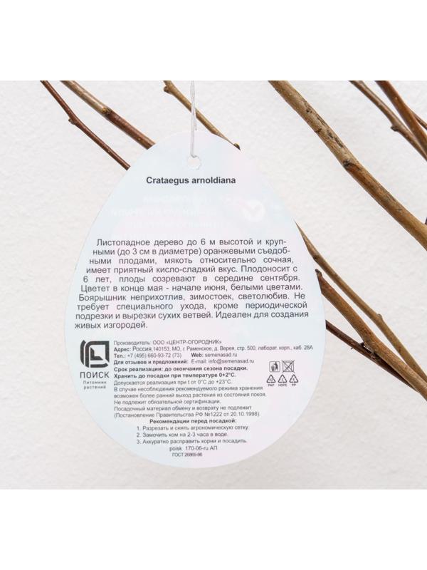 Боярышник Арнольда (обыкновенный), 1 шт, туба, Весна 2024