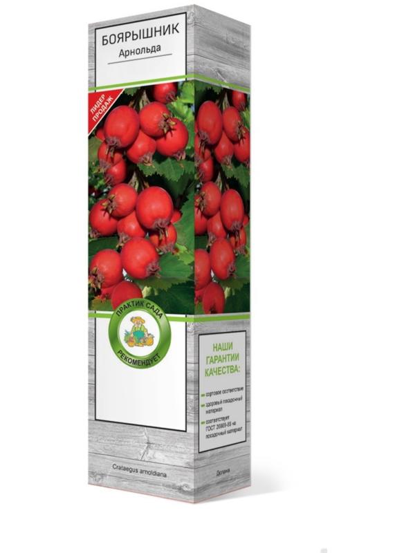 Боярышник Арнольда (обыкновенный), 1 шт, туба, Весна 2024